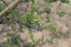 Asparagus mucronatus