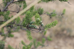 Asparagus mucronatus