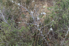 Asparagus mucronatus