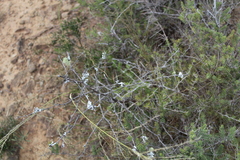 Asparagus mucronatus