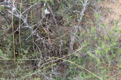 Asparagus mucronatus