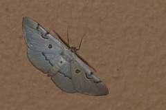 Hypochrosis sternaria