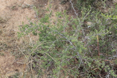 Asparagus mucronatus