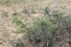 Asparagus mucronatus