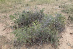 Asparagus mucronatus