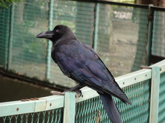 Corvus macrorhynchos