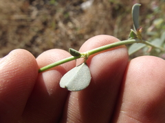 Taverniera cuneifolia