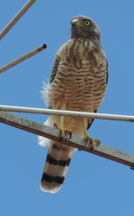 Rupornis magnirostris