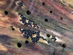 Rosellinia subiculata