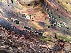 Rosellinia subiculata