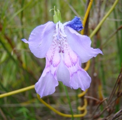 Gladiolus martleyi