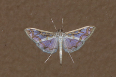Polythlipta