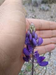 Lupinus