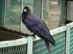 Corvus macrorhynchos