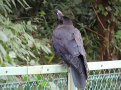 Corvus macrorhynchos