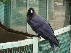 Corvus macrorhynchos
