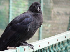 Corvus macrorhynchos