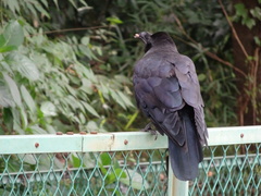 Corvus macrorhynchos