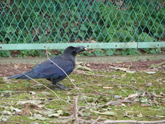 Corvus macrorhynchos