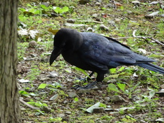 Corvus macrorhynchos