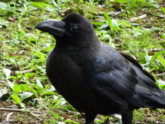 Corvus macrorhynchos