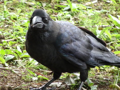 Corvus macrorhynchos