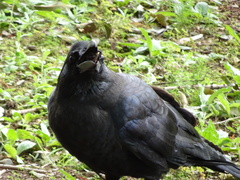 Corvus macrorhynchos