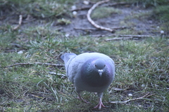 Columba livia domestica