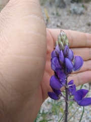 Lupinus