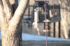 Sitta carolinensis
