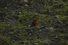 Erithacus rubecula
