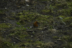 Erithacus rubecula