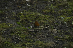 Erithacus rubecula