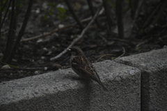 Passer domesticus