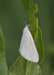 Lithostege farinata
