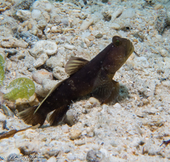 Cryptocentrus fasciatus