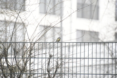 Parus major