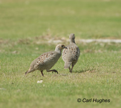 Ortygornis pondicerianus