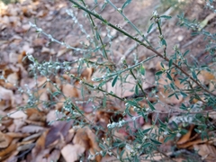 Genista pilosa