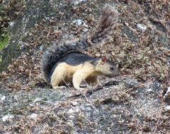 Sciurus variegatoides helveolus