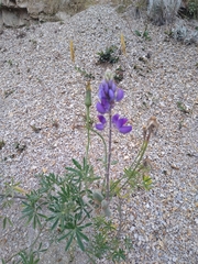 Lupinus