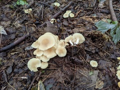 Lyophyllum multiforme