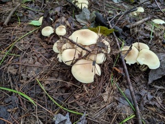 Lyophyllum multiforme