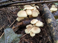 Lyophyllum multiforme