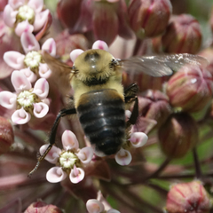 Bombus griseocollis