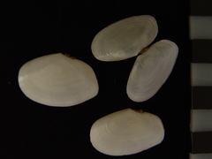 Temnoconcha galathaea