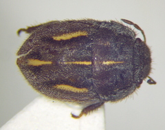 Odontoscelis signata