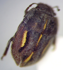 Odontoscelis signata