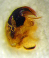 Odontoscelis signata