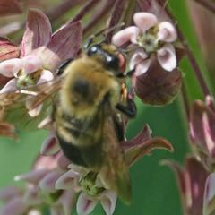 Bombus griseocollis
